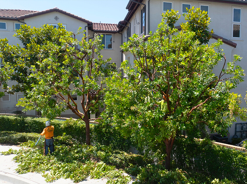 brea-tree-services