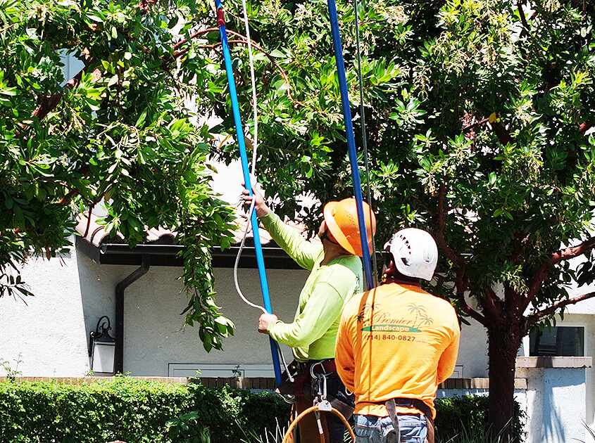 licensed-tree-trimmer-orange-county-ca