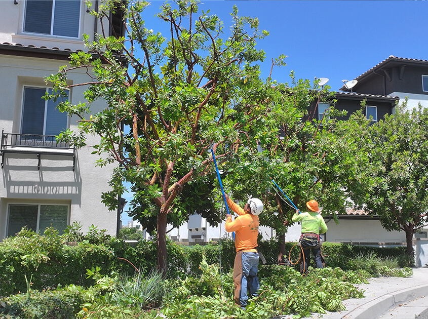tree-trimmers-licensed-brea-ca