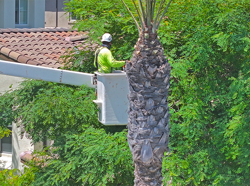 tree-trimmers