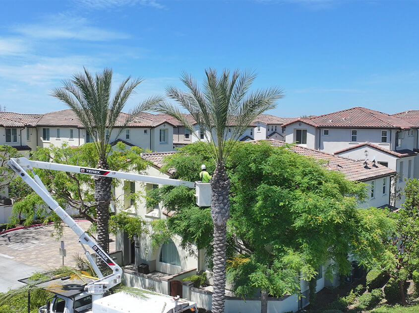 tree-trimming-company-orange-ca
