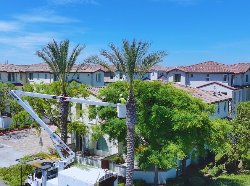 Tree Maintenance